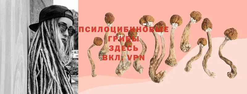 Псилоцибиновые грибы Magic Shrooms  Пермь 